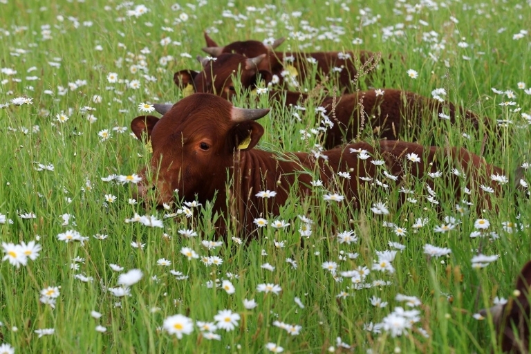 Blick auf die Laurentiuswiese: Wiese, Blüten und drei Rinder, die in der Wiese liegen. 