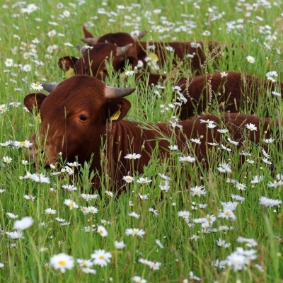 Blick auf die Laurentiuswiese: Wiese, Blüten und drei Rinder, die in der Wiese liegen. 