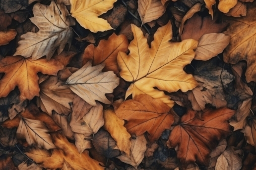 Symbolbild: Herbst