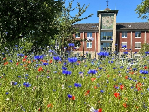 Rathaus mit Blühwiese