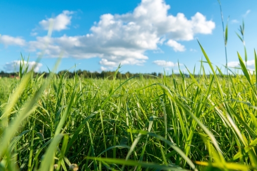 Grüne Wiese und blauer Himmel