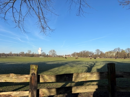 Blick auf eine Wiese, im oberen Bildrand Zweige, im Hintergrund Pferde.