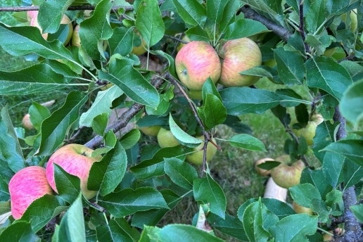 Äpfel an Zweigen eines Apfelbaums.