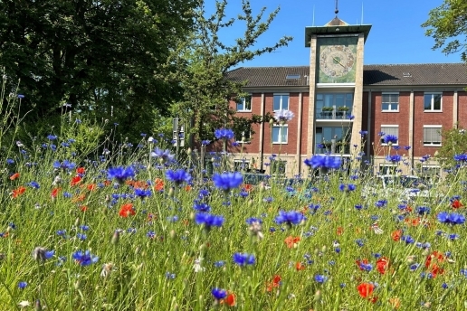 Rathaus mit Blühwiese
