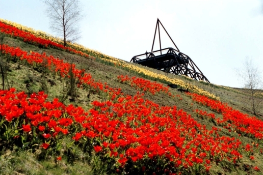 Spurwerkturm mit Blumenwiese