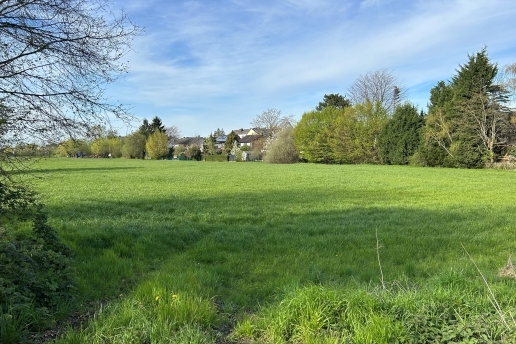 Eine Wiese, am Rande Bäume und Bebauung.